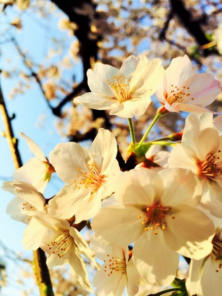 sakura