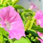 ピアノ指導者の仕事は、生徒の人生に「一枚の葉」を浮かべること。世界の美しい景色を撮りに旅に出たカメラマンに学ぶ、毎日のレッスンの大切さ