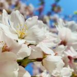 私たちピアノ指導者の「99」の努力が生徒の「100」になっていく～桜の花が咲くためには冬の寒さも必要
