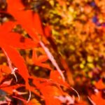 習い事の先生だからこそ子どもの未来に寄り添える。私たちピアノ指導者には、 私たちにしかできないことがある（過去のメルマガより）